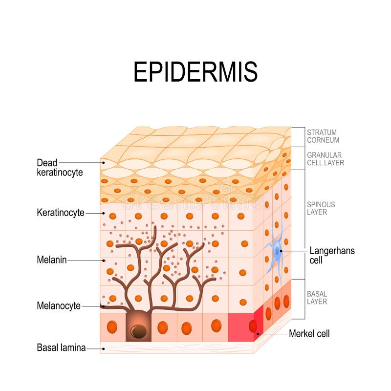 Epidermis structure. Cell, and layers of a human skin. vector illustration for medical, educational, biologycal and science use. Skin care. Epidermis structure. Cell, and layers of a human skin. vector illustration for medical, educational, biologycal and science use. Skin care